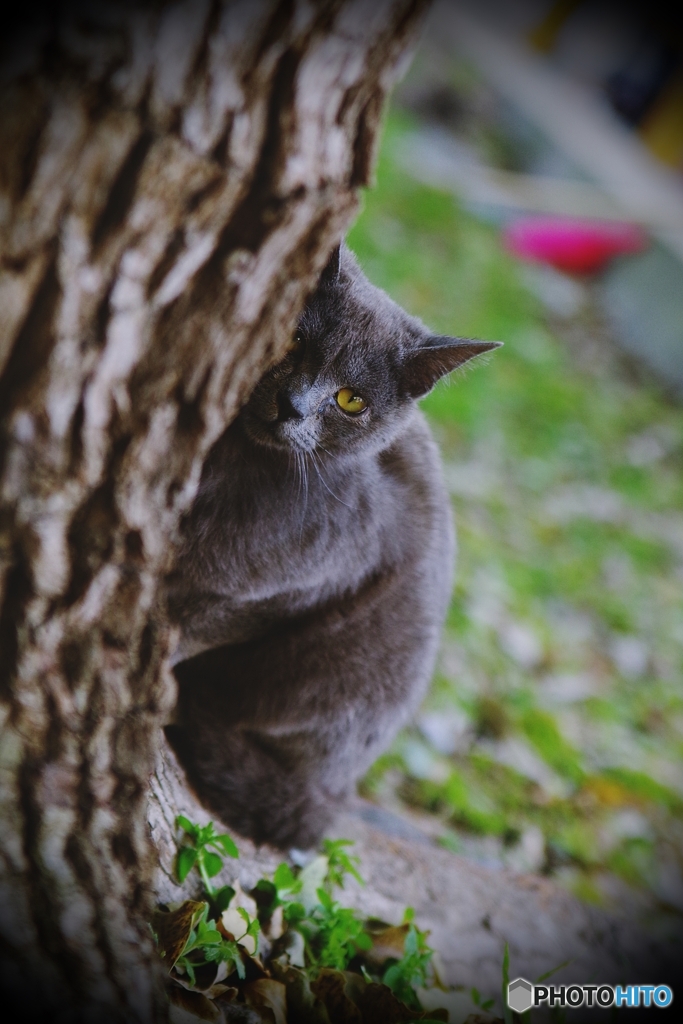 ロシアから来たのにゃ(=^・^=)