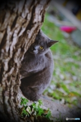 ロシアから来たのにゃ(=^・^=)