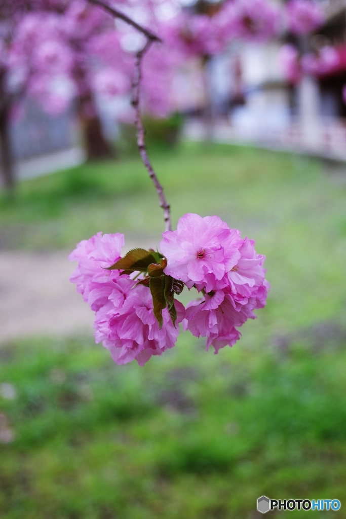 八重桜が揺れてた日