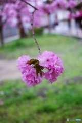 八重桜が揺れてた日