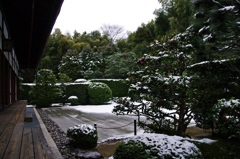 雪舟庭園山茶花の彩り