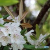 石楠花・白