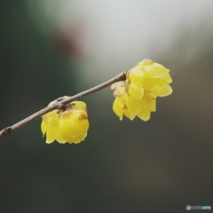 蝋梅もまだ咲いていました