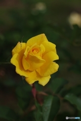 サマーサンシャイン