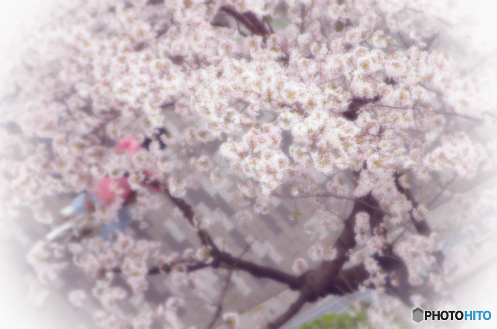 満開の桜の下を…