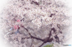 満開の桜の下を…