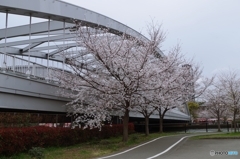 染井吉野と桜宮橋