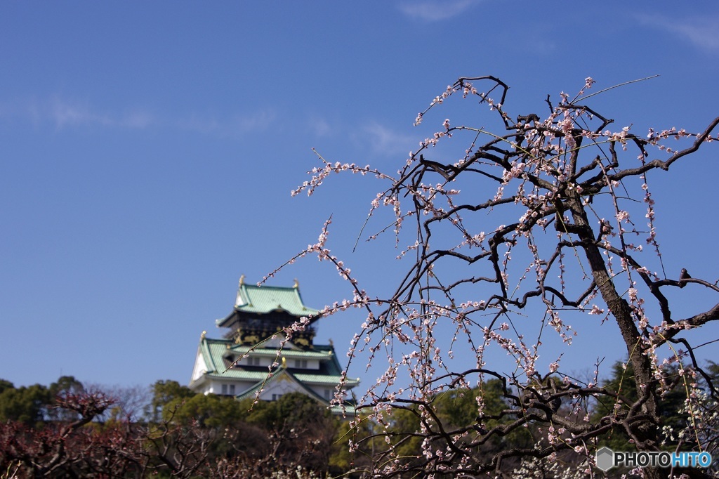 大阪城梅林