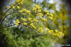 回顧-藤田邸跡公園の山茱萸