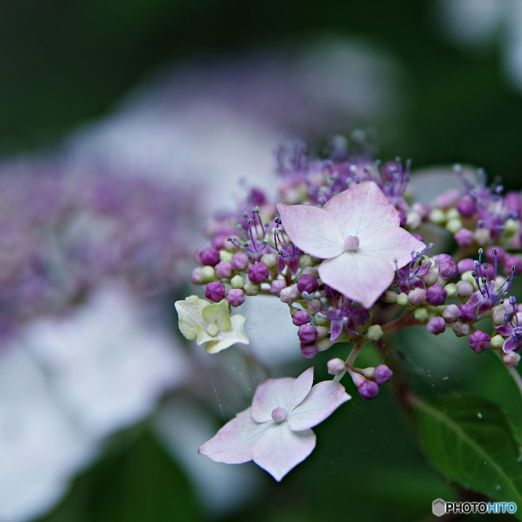 梅宮大社の紫陽花③