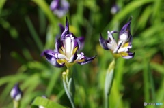 花菖蒲・鷹の爪①