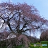 又兵衛さまの足元で桜に酔ふ