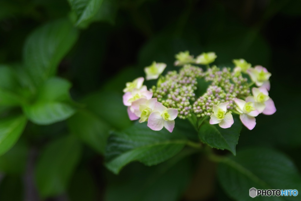 淡く「謙虚」に