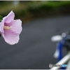 雨あがりの夕花 ②
