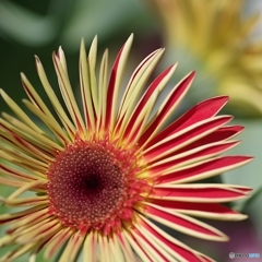 笑顔で答える ガザニア