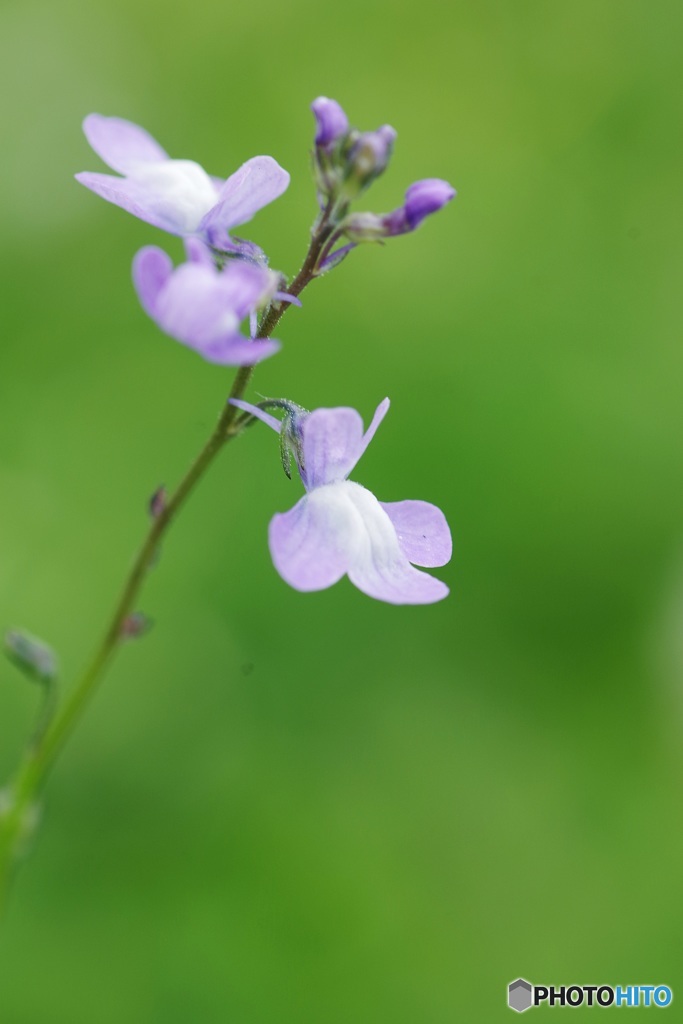 野の花としての輝き