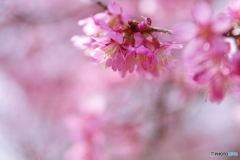 鶴見緑地のオカメ桜