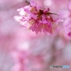 鶴見緑地のオカメ桜