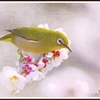 春の歓び