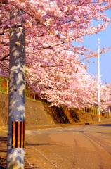 ふるさと桜の記憶②