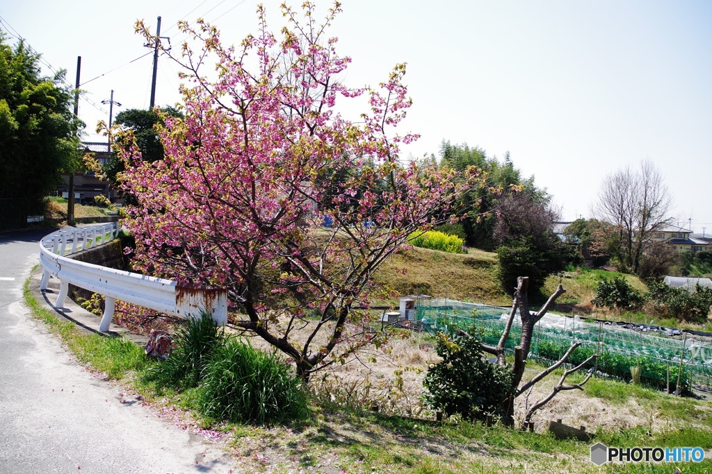 旗桜を探しもとめて