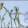夏空に舞う鷺と風鈴