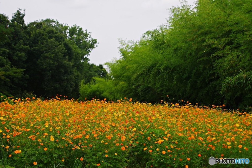 キバナコスモス②