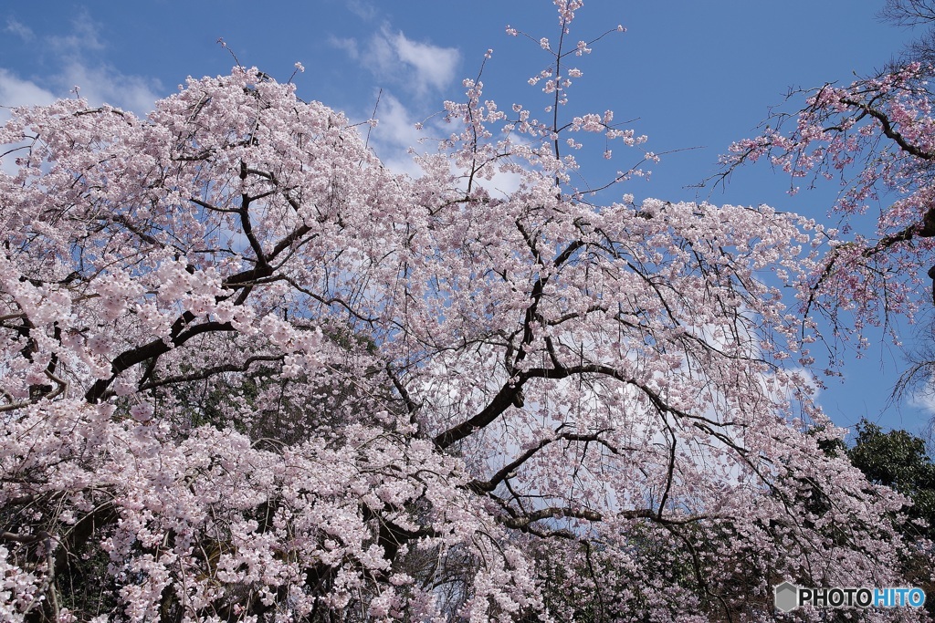 ふりそそぐ京都御苑の枝垂れ桜
