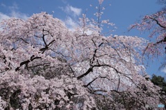 ふりそそぐ京都御苑の枝垂れ桜