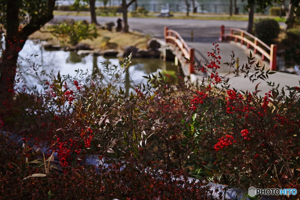 南天のある風景①