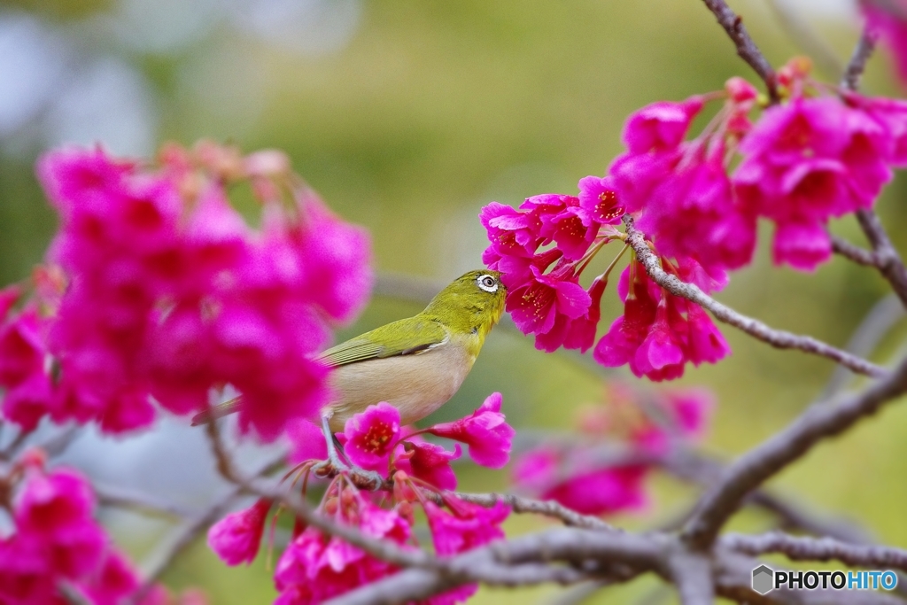 靭公園の寒緋桜ジロー