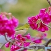 靭公園の寒緋桜ジロー