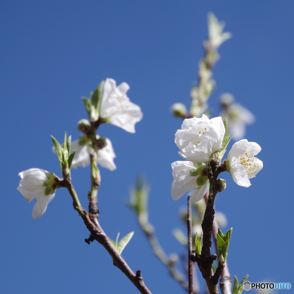 『桃の花』