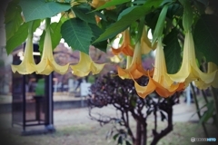 小さな公園の大きな花
