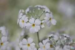 ﾌﾟﾘﾑﾗ･ﾏﾗｺｲﾃﾞｽ 気取らない愛