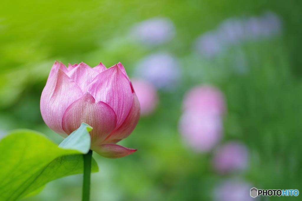 夏彩々
