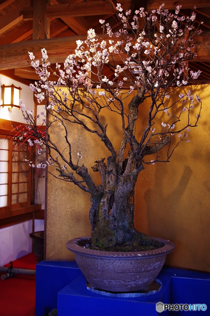 郡山城跡盆梅展③　悠妃(樹齢百二十年)