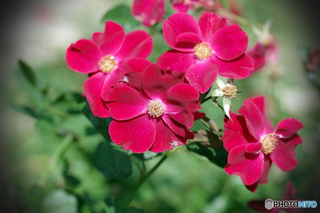 ☆ 一重の紅い薔薇