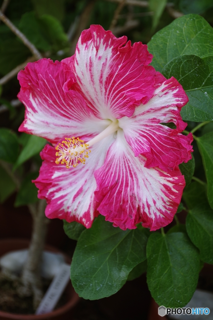 ハワイアンハイビスカス　フージャース