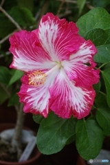 ハワイアンハイビスカス　フージャース