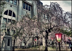 造幣局枝垂れ桜