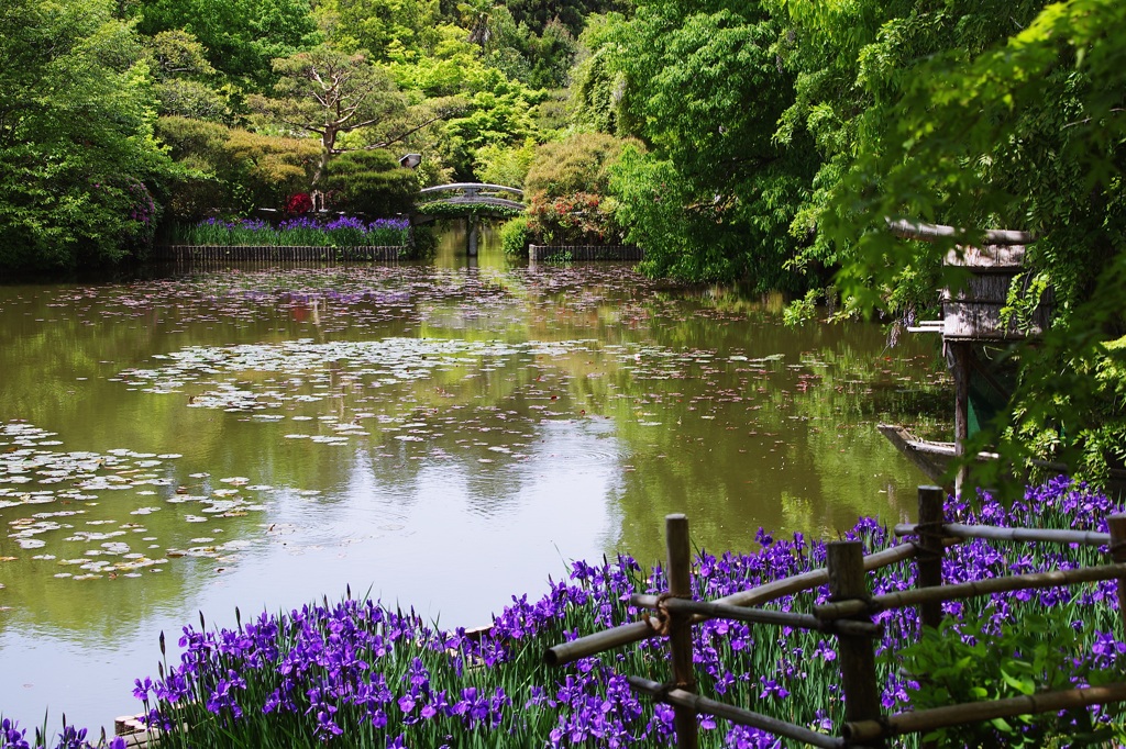 アヤメ@龍安寺庭園