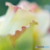 薔薇 LOVE