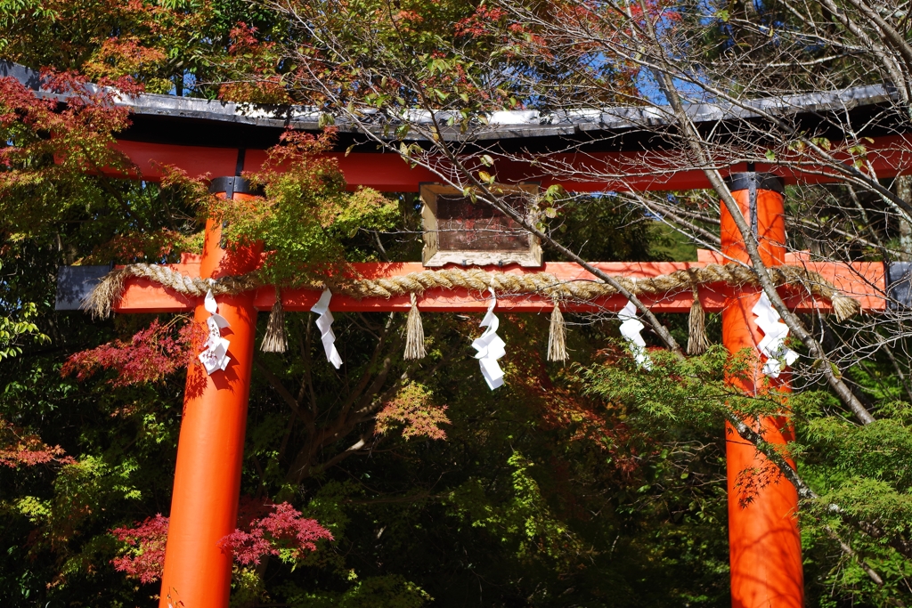 宇治上神社 鳥居の紅葉