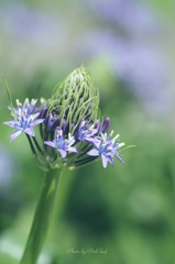 仄かなシラー・花冠