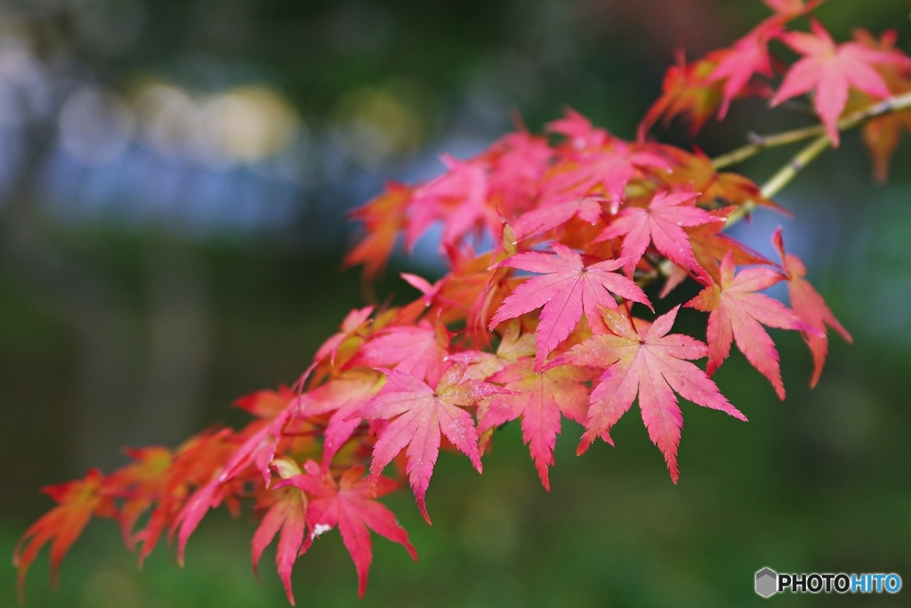 紅酔