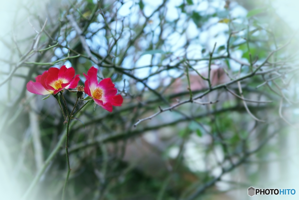 師走の薔薇 ホットカクテル