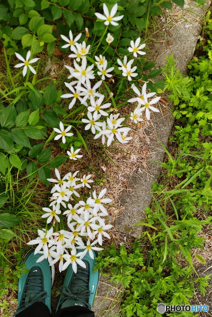 レインリリーと今の相棒