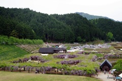 白井大町藤公園俯瞰