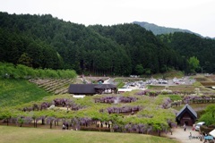 白井大町藤公園俯瞰